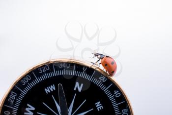 Beautiful photo of red ladybug walking on a compass