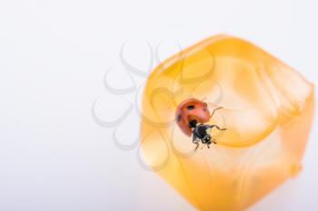 Beautiful photo of red ladybug walking  around objects