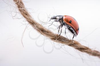 Beautiful photo of red ladybug walking on thread