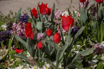 Red color Tulips Bloom in Spring in garden