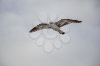 Seagull flying in a cloudy sky over the sea waters