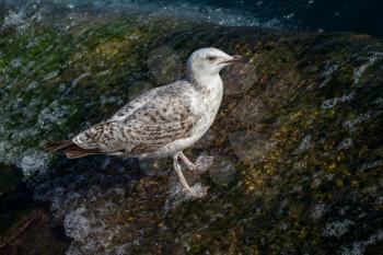 Single seagull is found on the shore of the sea