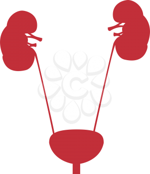 Bladder and kidney it is color icon . Simple style .