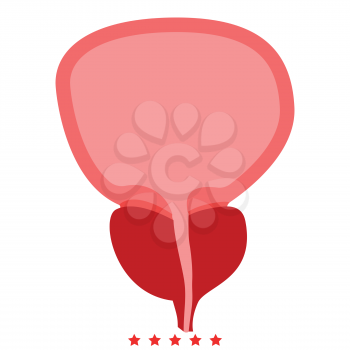 The prostate gland and bladder icon Illustration color fill simple style