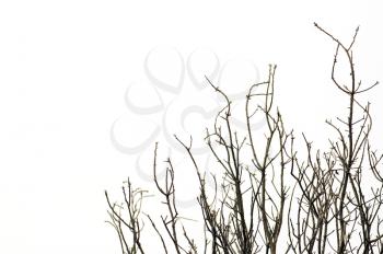 Leafless tree branches against a white background.