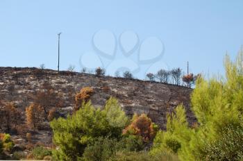 Burned trees on a hill after a forest fire.