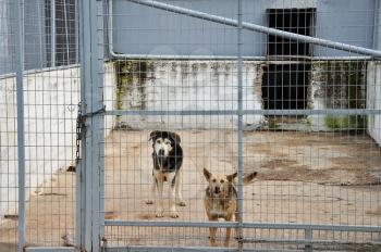 Caged dogs guarding the entrance of an abandoned warehouse.