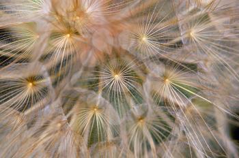Dandelion flowering plant macro. Abstract texture background.