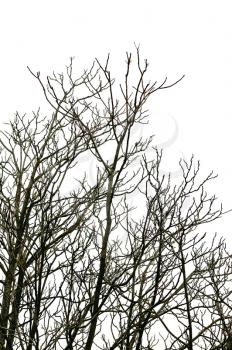 Leafless deciduous tree branches on white background.
