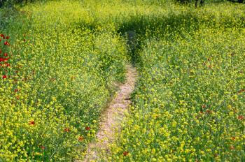Path in a field of blooming flowers. Spring season background.
