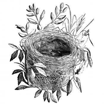 Nest of sedge-warbler bird vintage illustration. Sourced from antique book The Playtime Naturalist by Dr. J.E. Taylor, published in London UK, 1889.