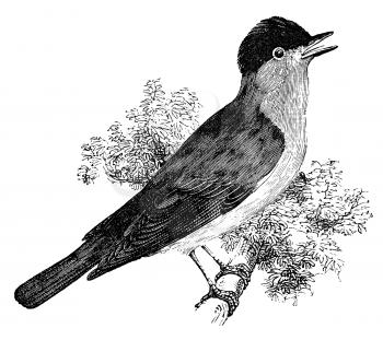 Blackcap warbler bird on tree branch, vintage illustration. Sourced from antique book The Playtime Naturalist by Dr. J.E. Taylor, published in London UK, 1889.