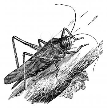 Great green grasshopper, vintage illustration. Sourced from antique book The Playtime Naturalist by Dr. J.E. Taylor, published in London UK, 1889.
