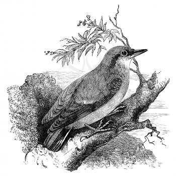 Nuthatch bird on tree branch, vintage illustration. Sourced from antique book The Playtime Naturalist by Dr. J.E. Taylor, published in London UK, 1889.