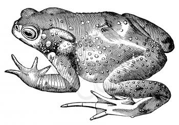 The common toad, vintage illustration. Sourced from antique book The Playtime Naturalist by Dr. J.E. Taylor, published in London UK, 1889.