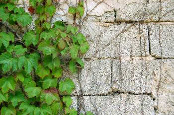 Green ivy growing on a cement brick wall. Force of nature concept.