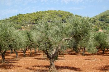 Olive trees plantation near Keri village on the island of Zakynthos, Greece.