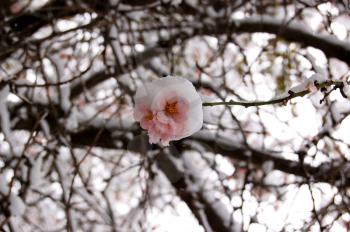 Blooming plum tree covered in snow. The end of the winter season, the beginning of spring.