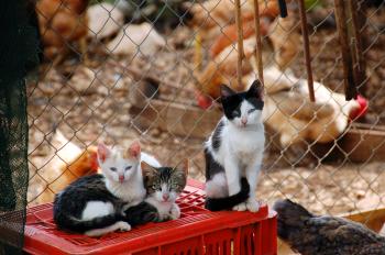 Cats and free range chicken at a farm.