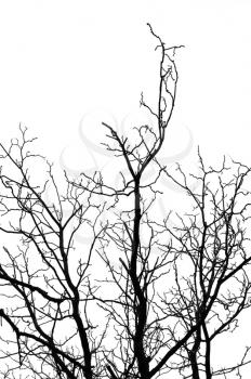 Leafless tree silhouette on white background.