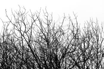 Isolated tree branches natural background. Black and white.