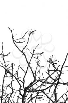 Leafless tree in the wintertime. Black and white.
