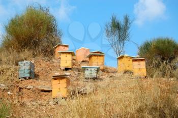 Wooden man made beehive boxes in a forest. Biological honey production.