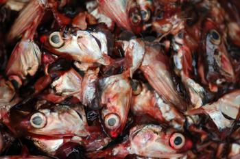 Pile of cut off fish heads. Abstract background.