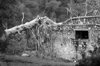 Fallen tree trunk on top of abandoned house in a forest. Black and white.
