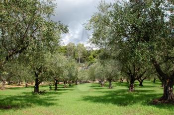 Rows of olive trees in the country.