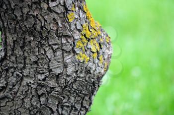 Detail of tree trunk with yellow moss fungus. Selective focus.