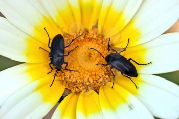 Two small beetles on a blooming flower.