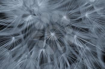 Dandelion plant macro abstract background. Selective focus.