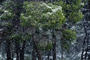 Snow storm in pine tree forest. Falling snowflakes winter background.