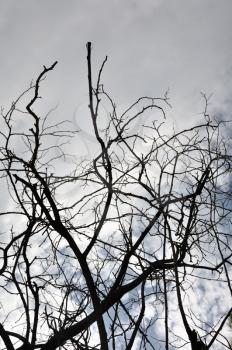 Tangled tree branches silhouette and overcast winter sky.