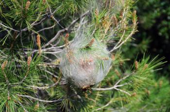 Pine tree infected with bagworm caterpillar coccoon. Plant disease.