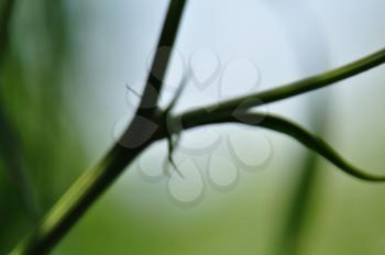 Green twig macro nature abstract background. Soft focus.
