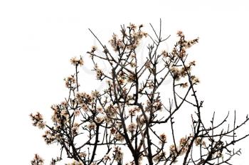 Blooming almond tree branches on white background. Spring season abstract.