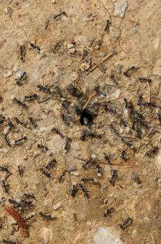 Ant workers carry larva and pupae out of a flooded nest.