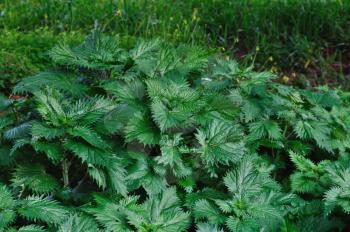Stinging nettle plants growing in the woods.
