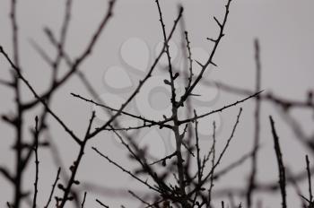 Branches silhouette macro and gray winter sky. Selective focus.