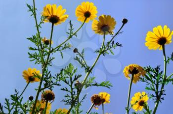 Wild yellow daisy flowers in a field photographed from below. Spring background.