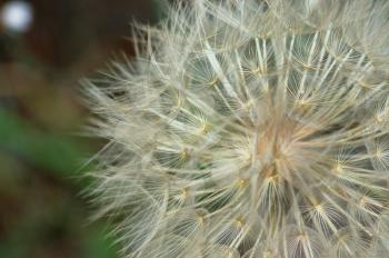 Dandelion plant macro abstract nature background. Selective focus.
