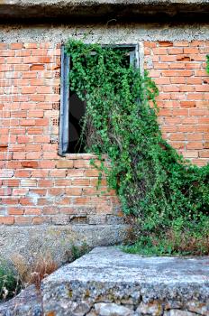 Plant growing through the window of an abandoned house.