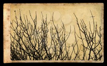 Antique style photograph of tree branches on vintage paper.
