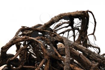 Tangled driftwood washed ashore. Distorted tree branches abstract background.