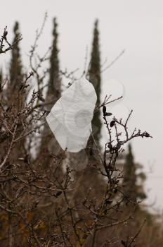 Plastic bag tangled on almond tree branches. Environmental issues.