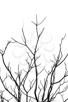 Leafless tree branches abstract background. Black and white.