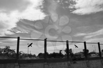 Flying bird silhouette on highway glass barrier, autumn city sky. Black and white.