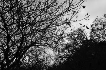 Forest trees silhouette and falling leaves autumn landscape. Black and white.